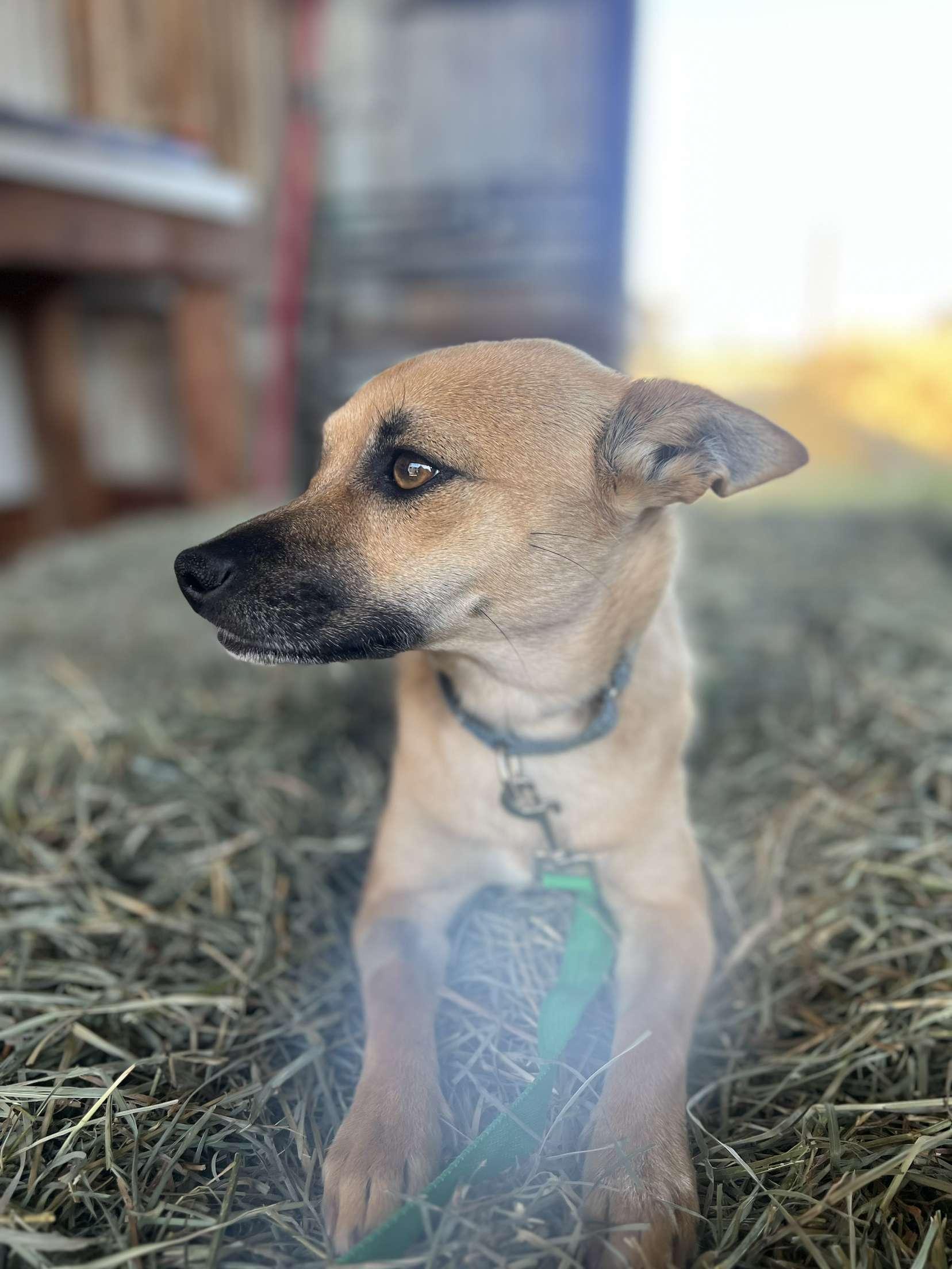 Tachi, Adult Female Chihuahua