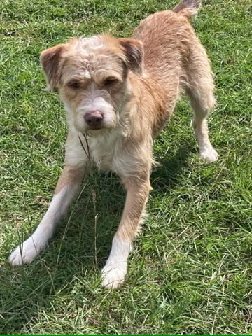 Enlarge Dean (Terrier Brothers), a Adopted mixed breed in Carmel, NY image 2/5