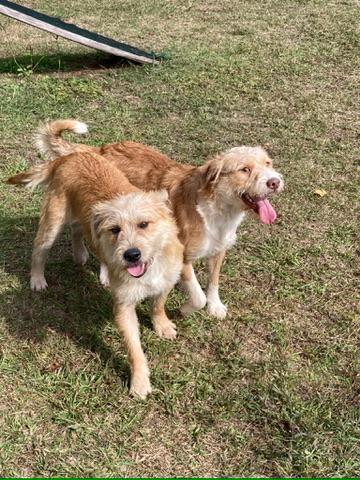 Enlarge Dean (Terrier Brothers), a Adopted mixed breed in Carmel, NY image 3/5