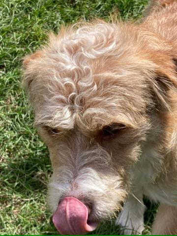 Enlarge Dean (Terrier Brothers), a Adopted mixed breed in Carmel, NY image 4/5