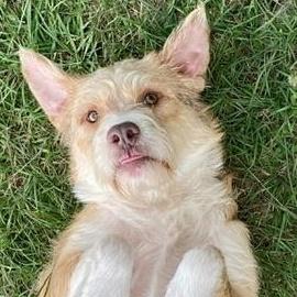 Enlarge Dean (Terrier Brothers), a Adopted mixed breed in Carmel, NY image 5/5