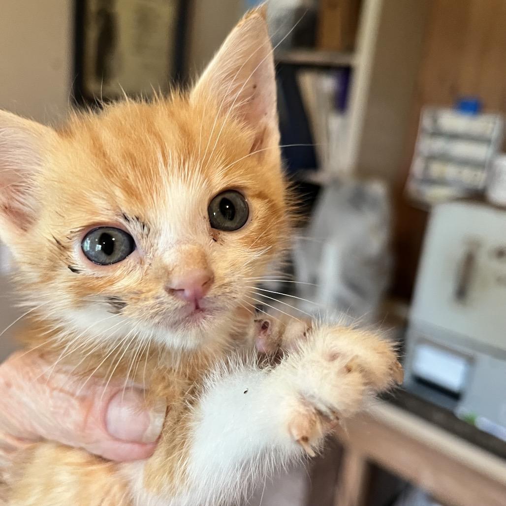 Enlarge Quigley, a Adoptable Domestic Short Hair in Volcano, HI image 1/5
