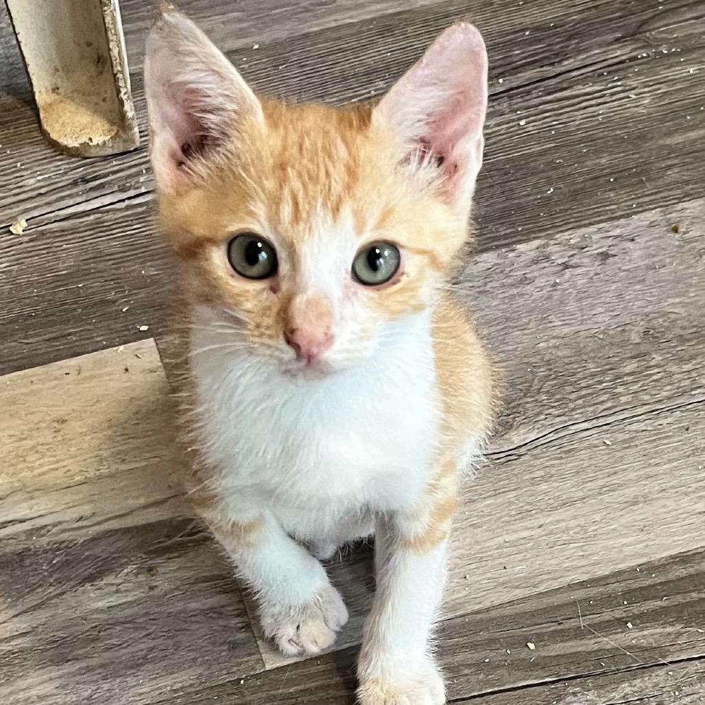 Enlarge Quigley, a Adoptable Domestic Short Hair in Volcano, HI image 2/5