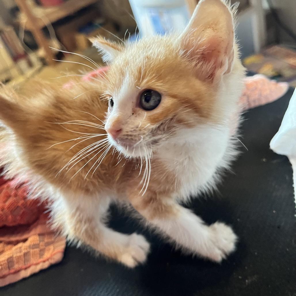 Enlarge Quigley, a Adoptable Domestic Short Hair in Volcano, HI image 3/5