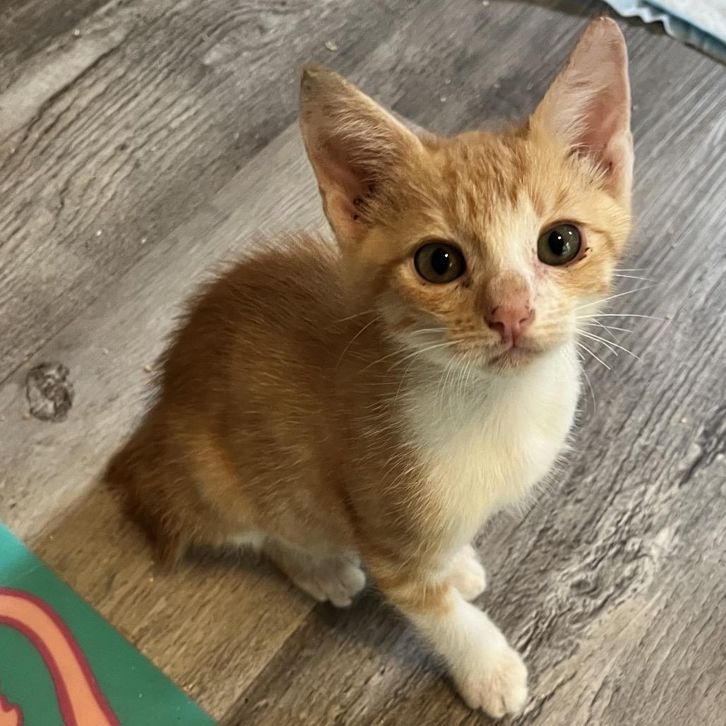 Enlarge Quigley, a Adoptable Domestic Short Hair in Volcano, HI image 4/5
