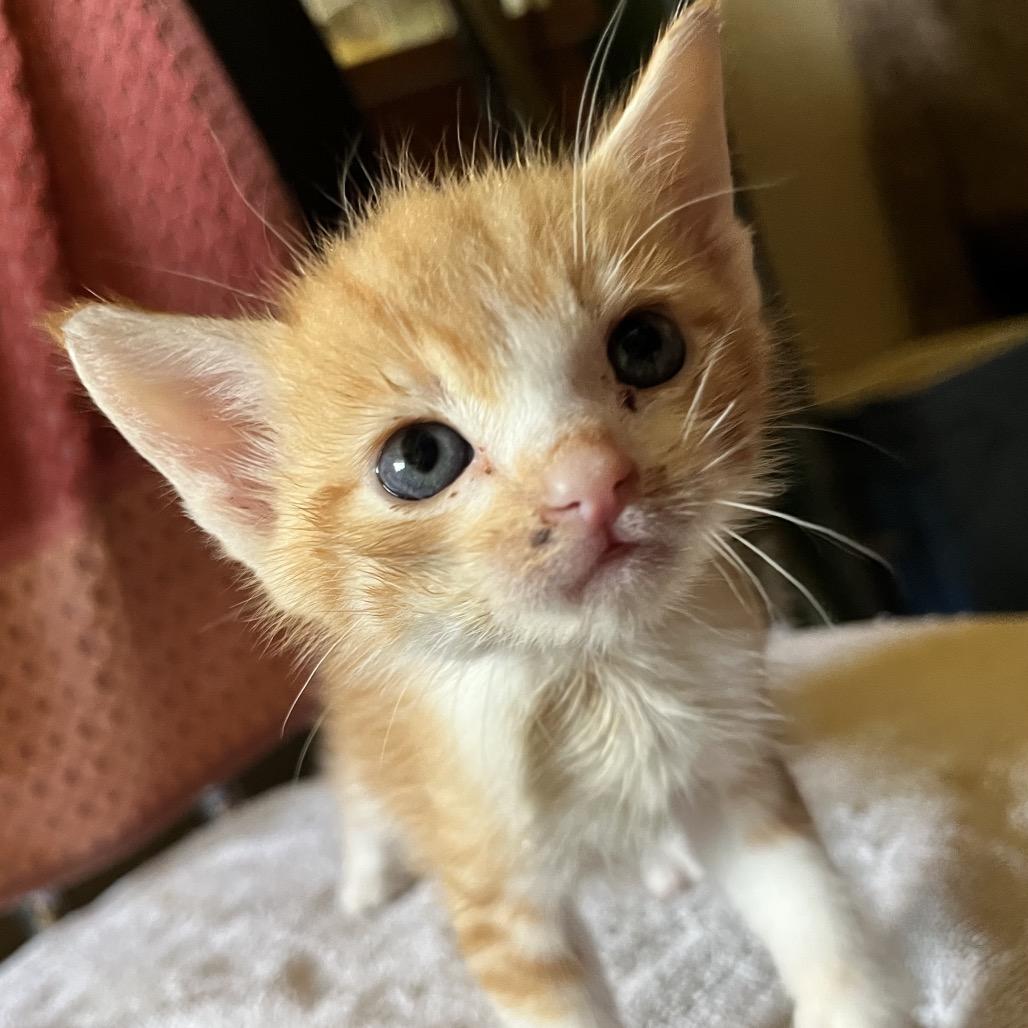 Enlarge Quigley, a Adoptable Domestic Short Hair in Volcano, HI image 5/5