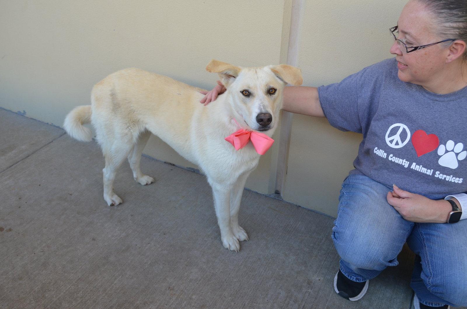 Enlarge Sprinkle Toes, a Adopted Husky in McKinney, TX image 1/3