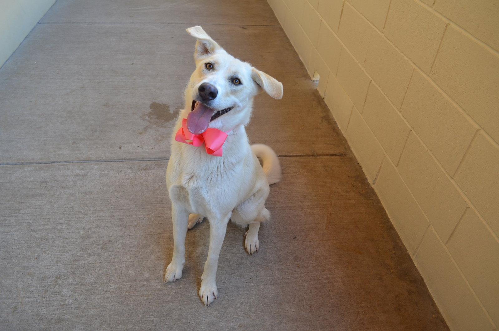 Enlarge Sprinkle Toes, a Adopted Husky in McKinney, TX image 2/3
