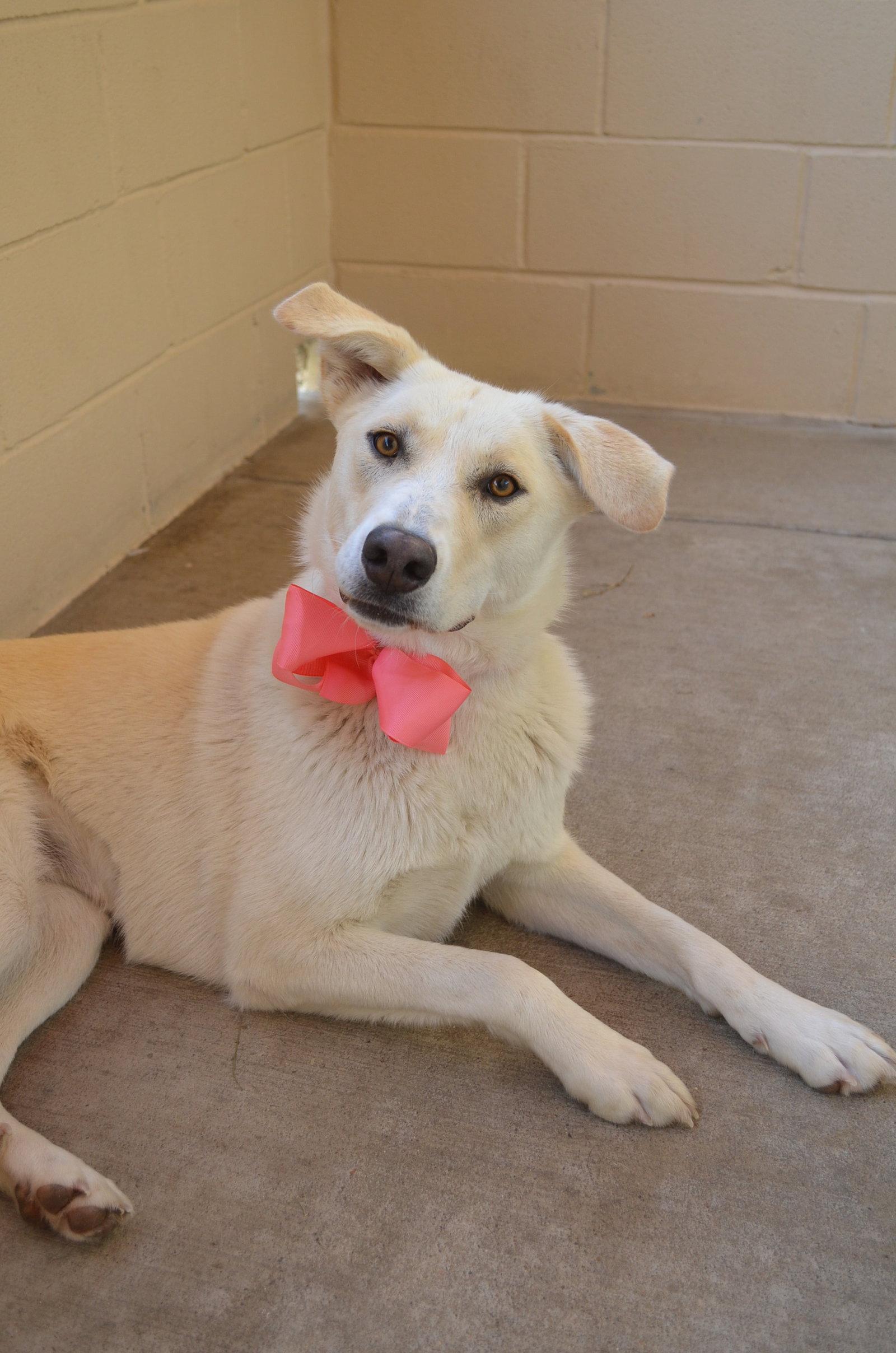 Enlarge Sprinkle Toes, a Adopted Husky in McKinney, TX image 3/3