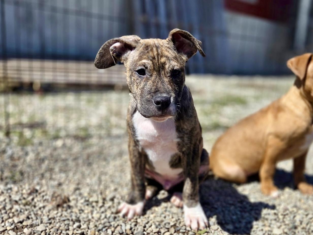 Miles, a ADOPTABLE mixed breed in Ilderton, ON image 1/4