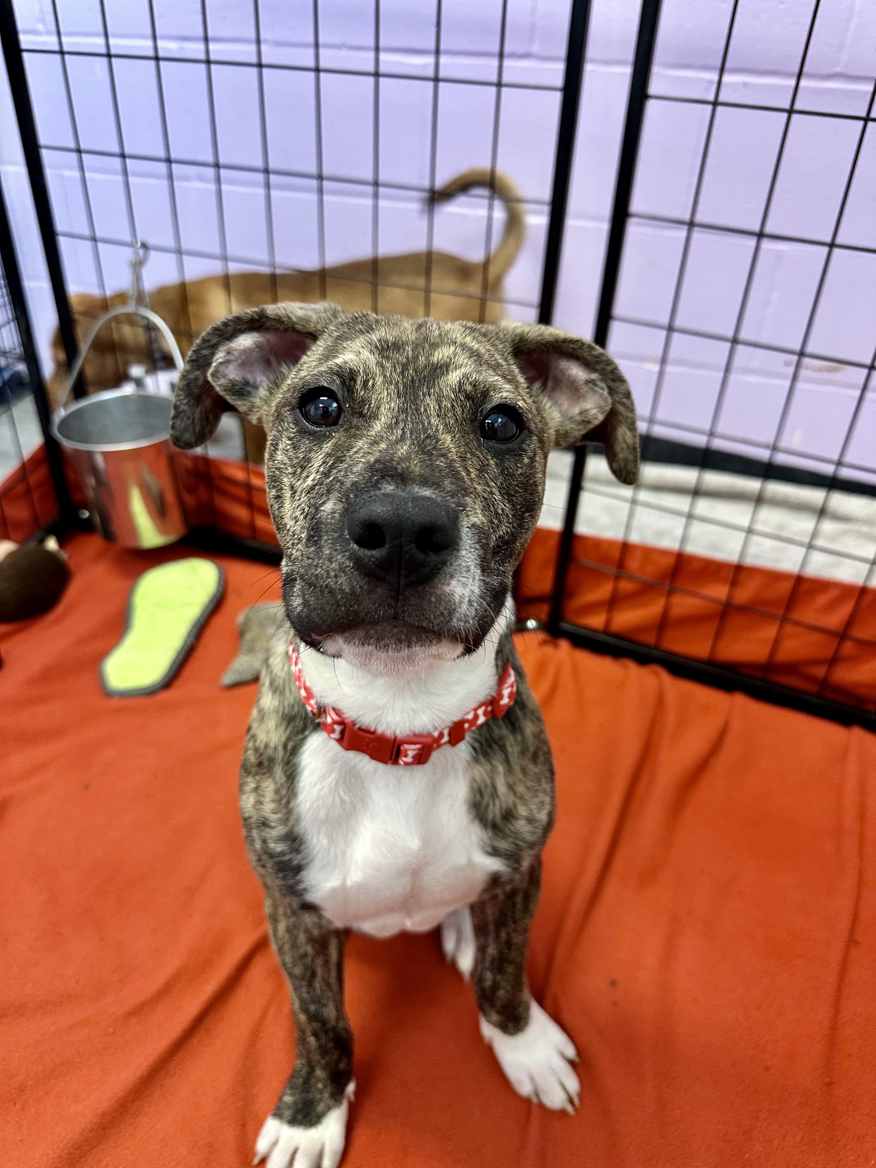 Miles, a ADOPTABLE mixed breed in Ilderton, ON image 3/4