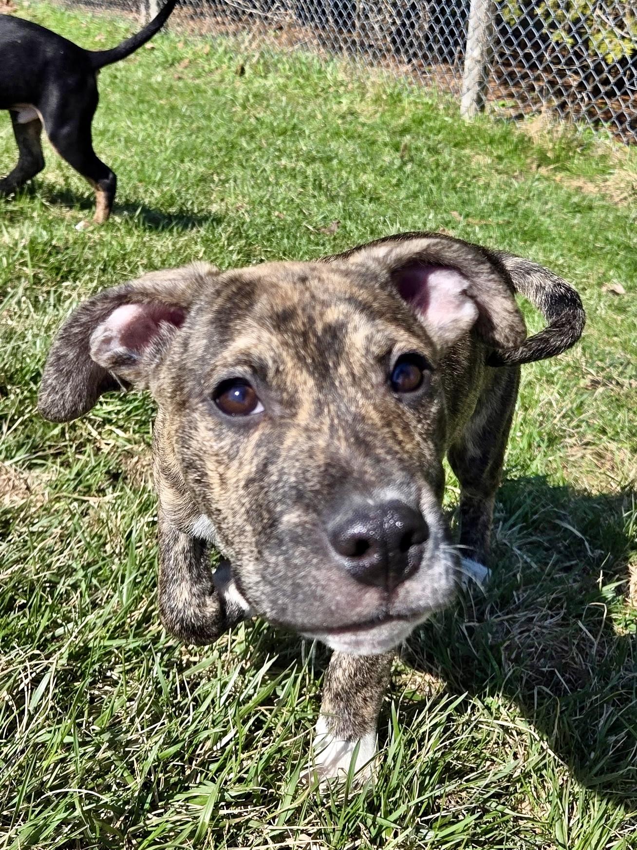 Miles, a ADOPTABLE mixed breed in Ilderton, ON image 4/4