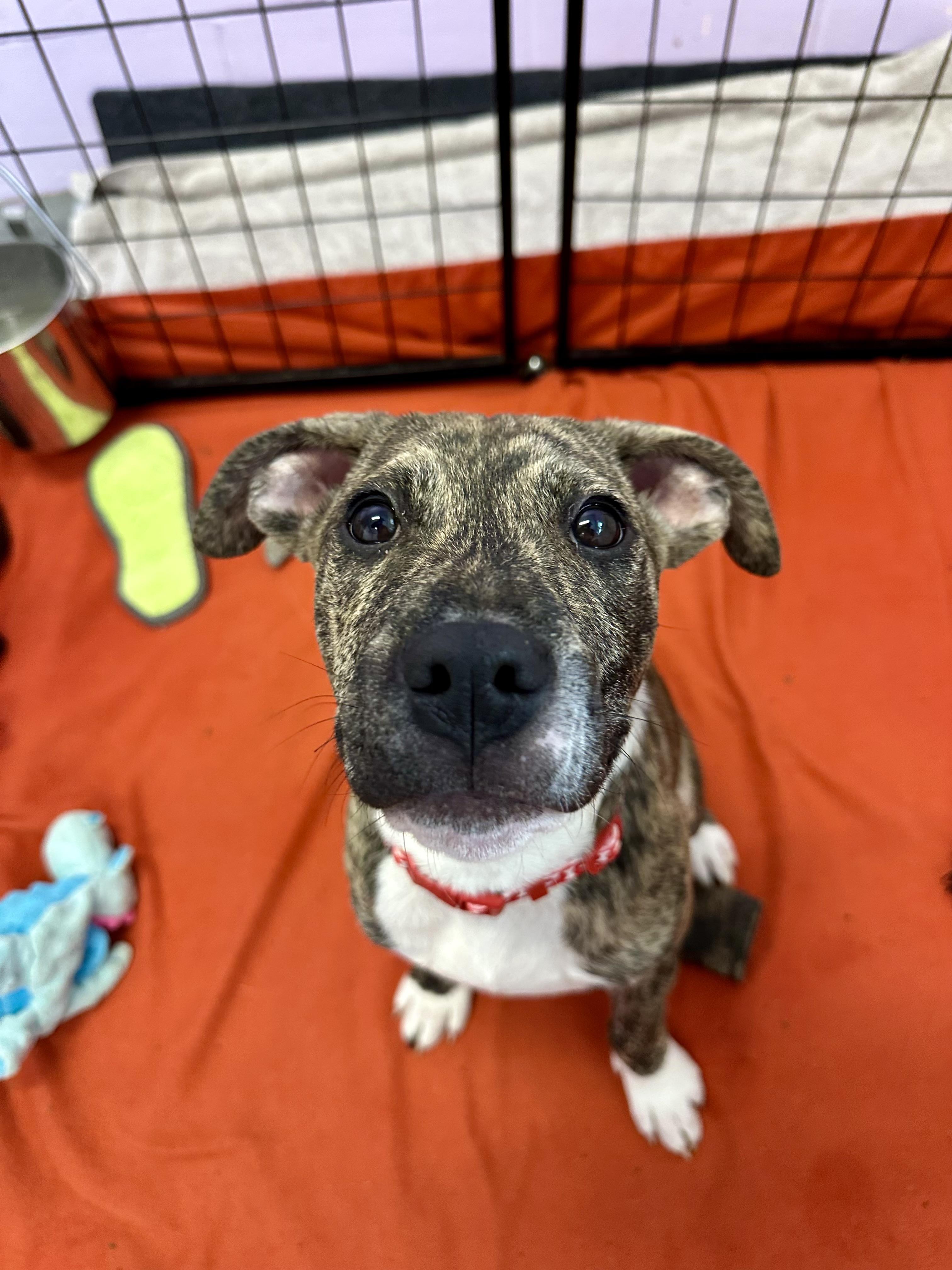 Miles, a ADOPTABLE mixed breed in Ilderton, ON image 2/4