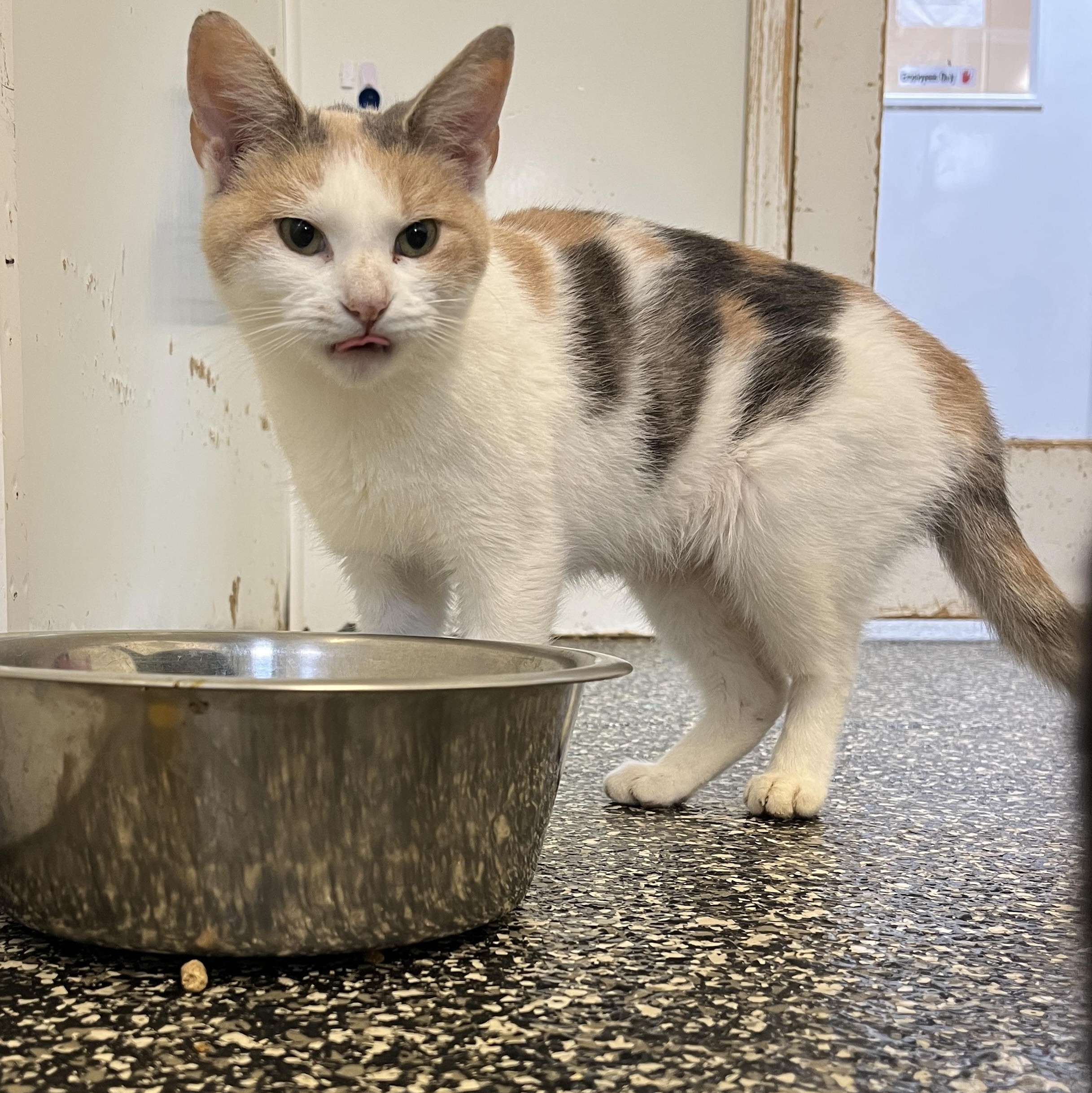 Enlarge Rouge, an adoptable Domestic Short Hair in McKenzie, TN image 2/4