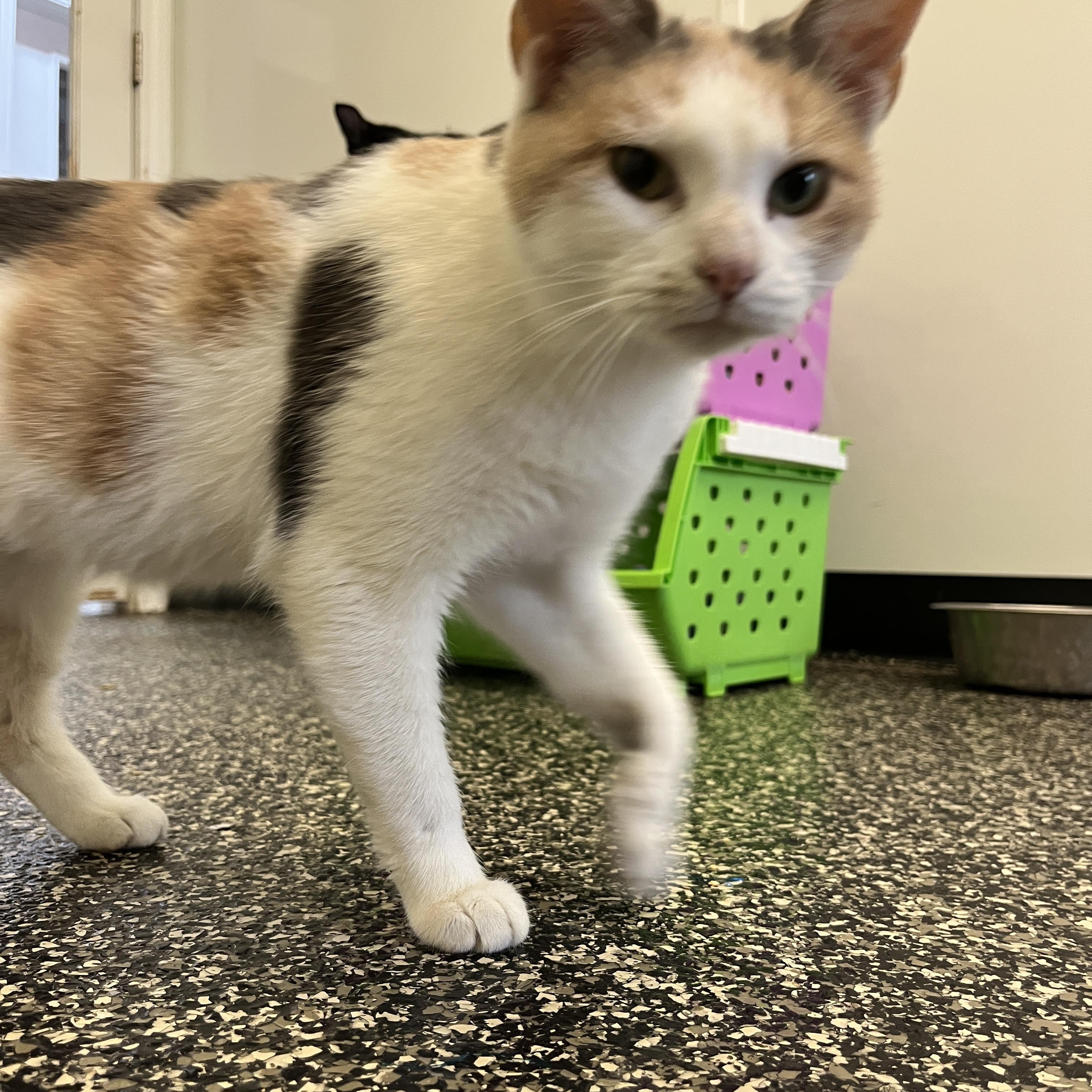 Enlarge Rouge, an adoptable Domestic Short Hair in McKenzie, TN image 3/4