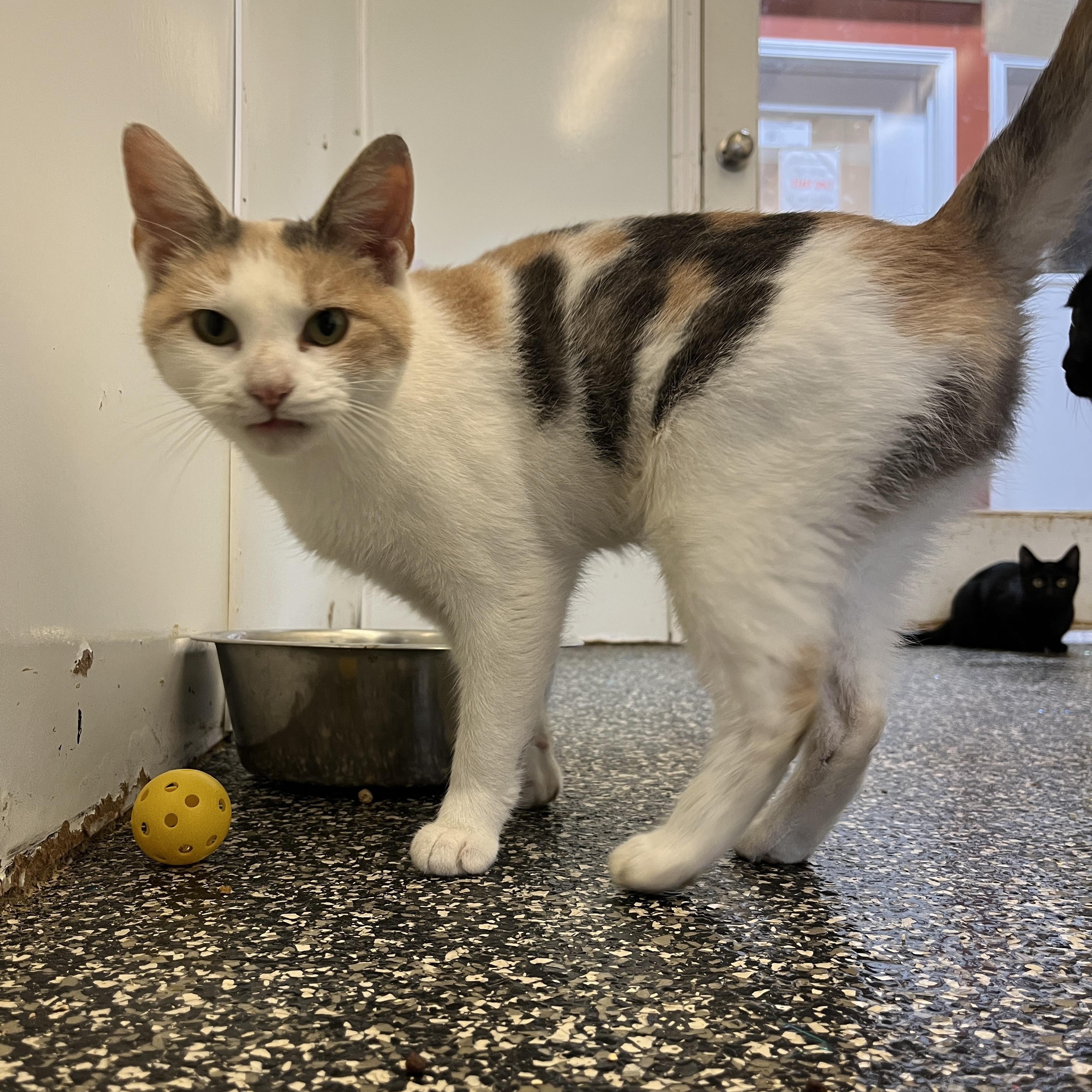 Rouge, adoptable, Young Female Domestic Short Hair.