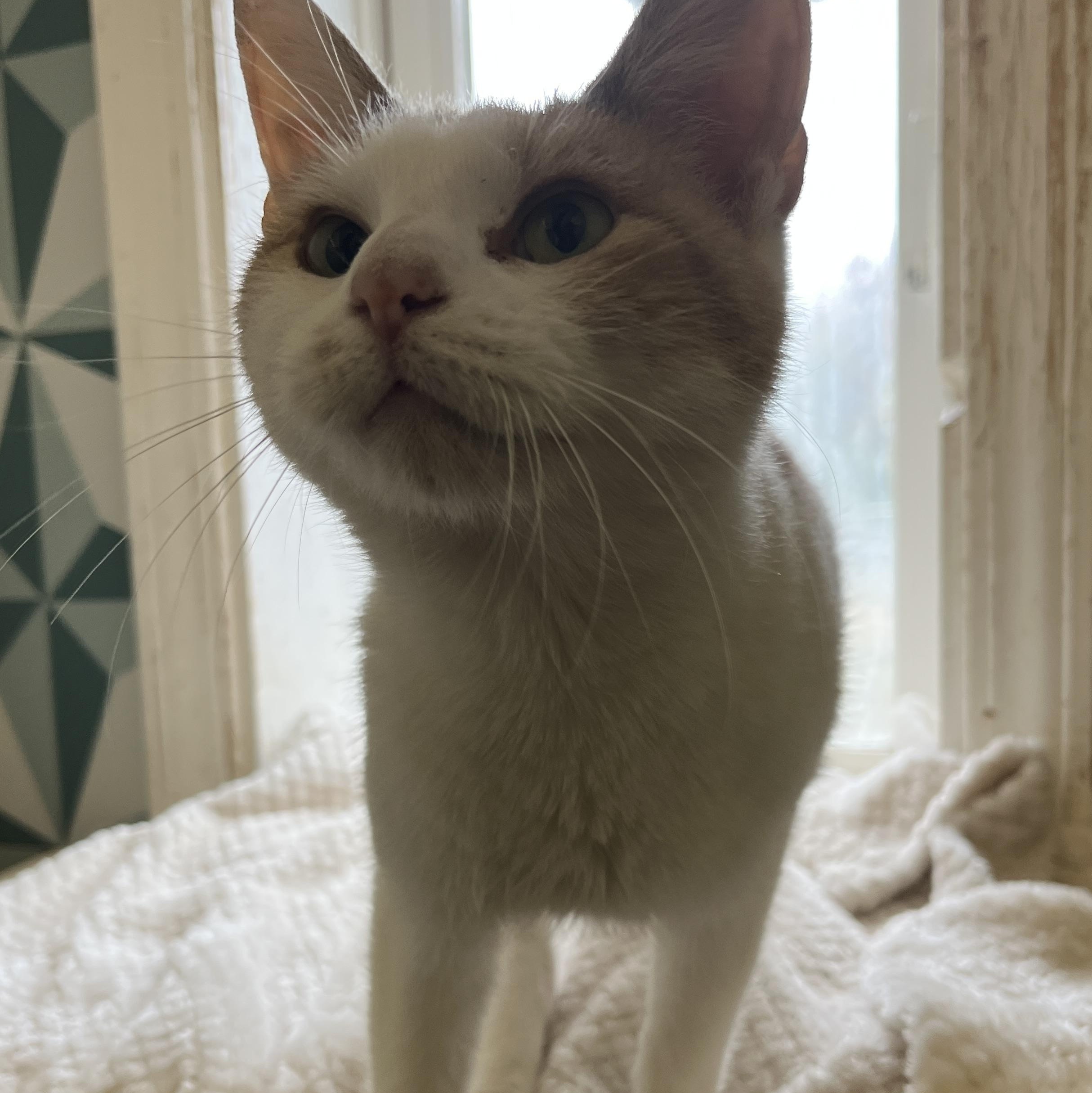 Enlarge Rouge, an adoptable Domestic Short Hair in McKenzie, TN image 4/4