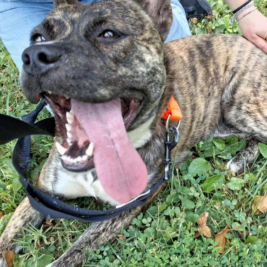 Enlarge Sun Chip, a Adoptable mixed breed in Baltimore, MD image 1/3