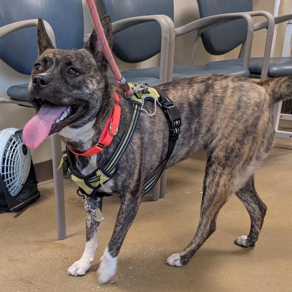 Enlarge Sun Chip, a Adoptable mixed breed in Baltimore, MD image 2/3