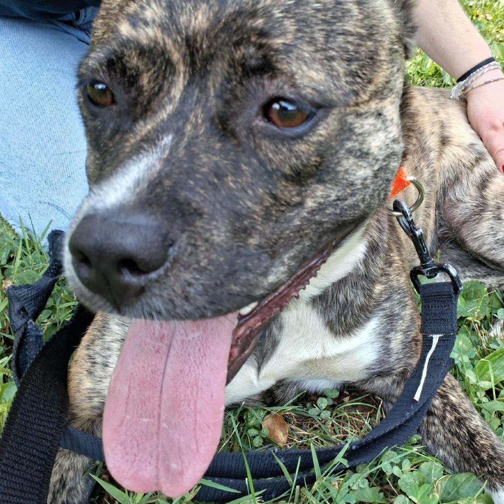 Enlarge Sun Chip, a Adoptable mixed breed in Baltimore, MD image 3/3