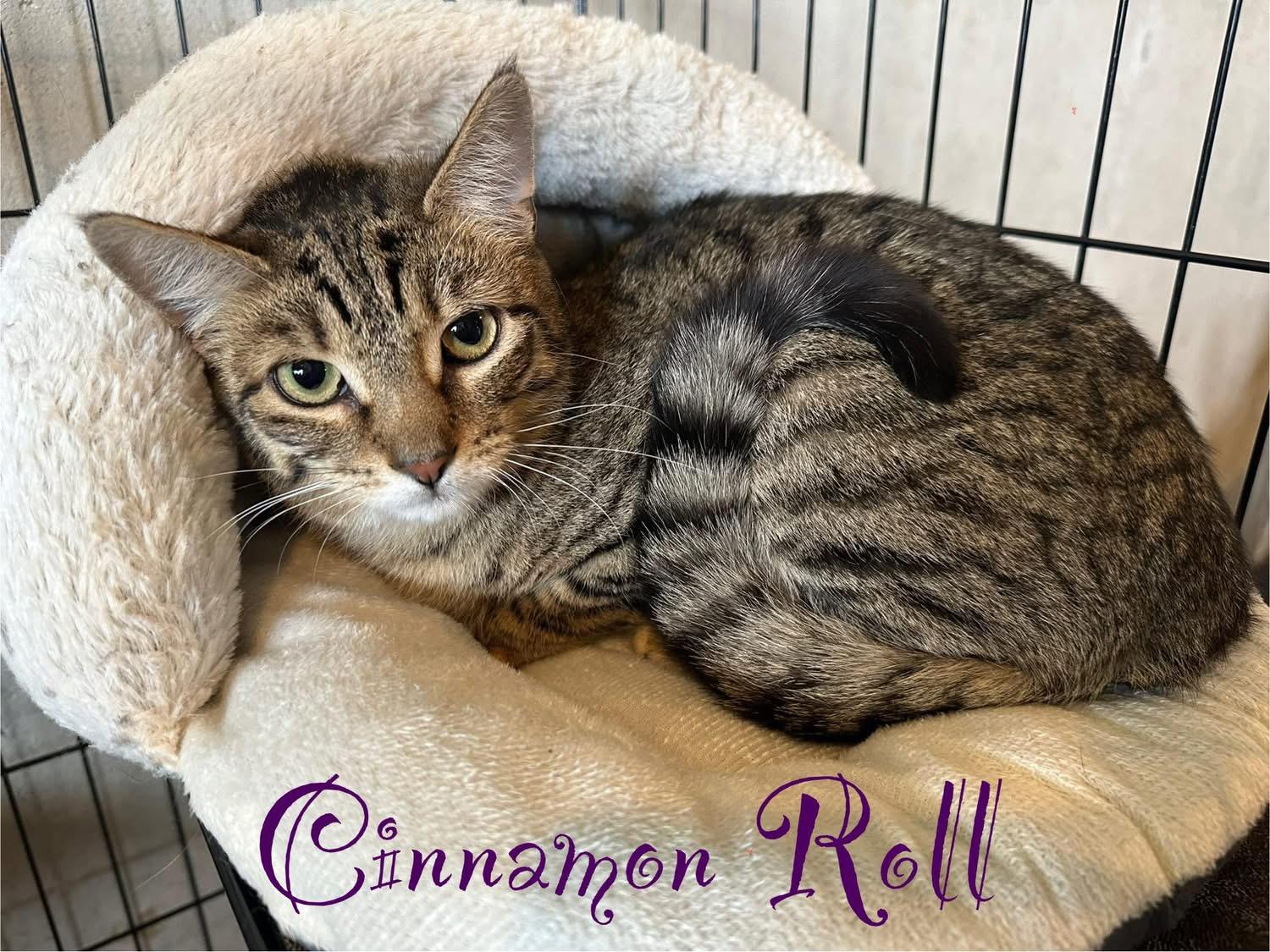 CINNAMON ROLL, a Adoptable Domestic Short Hair in Schnecksville, PA image 1/2