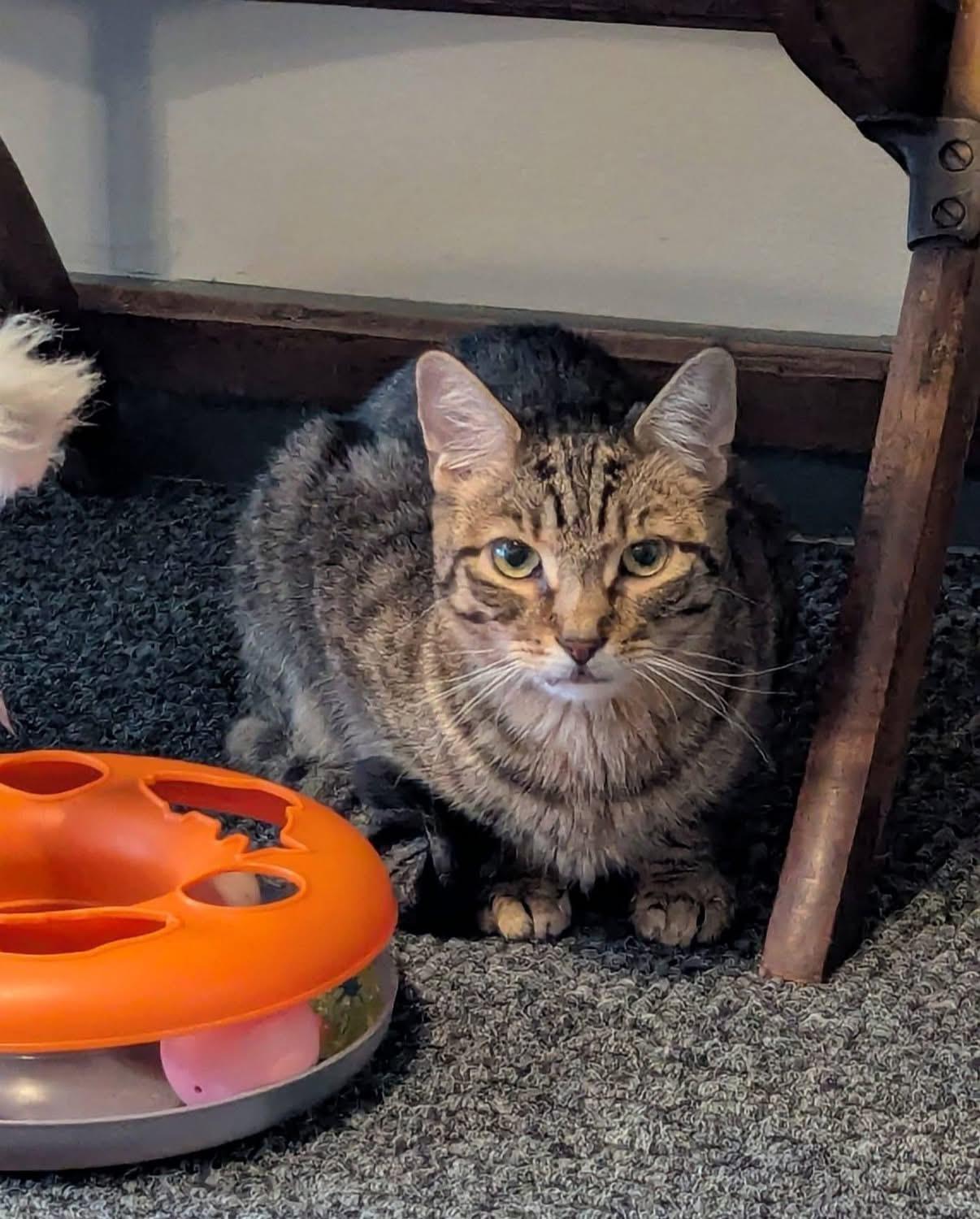 CINNAMON ROLL, a Adoptable Domestic Short Hair in Schnecksville, PA image 2/2