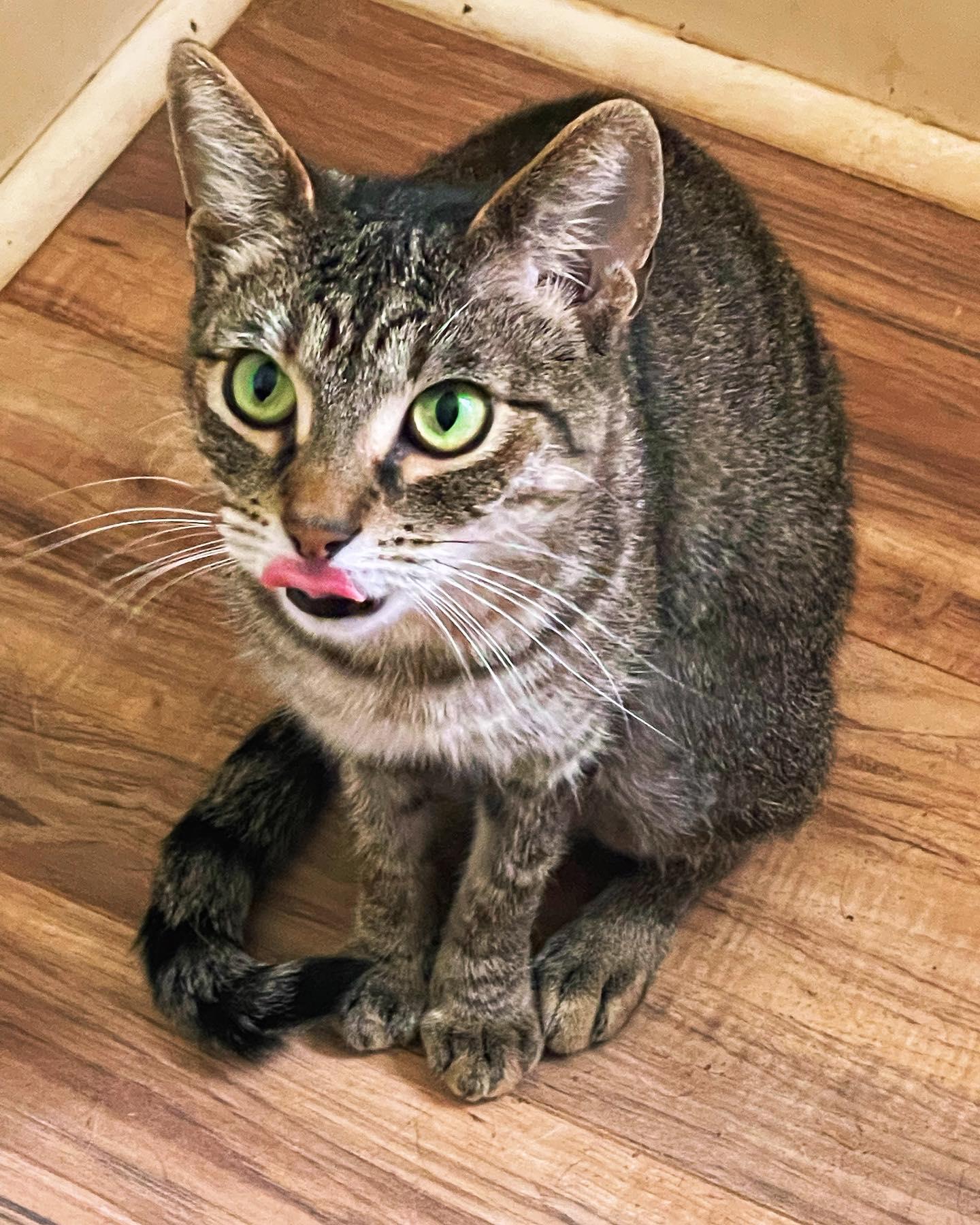 Sushi, Adoptable, Adult Female Domestic Short Hair.
