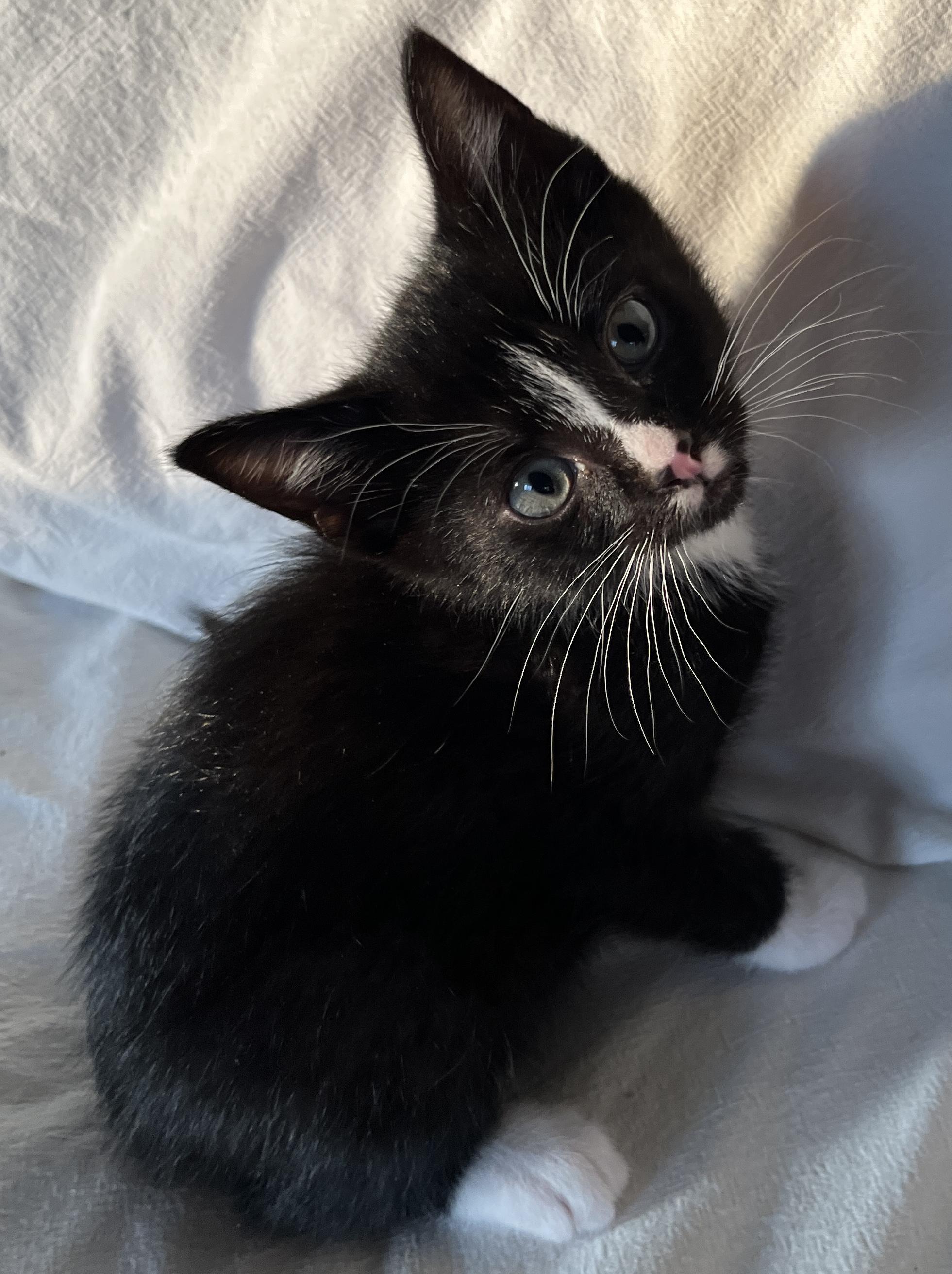 Corky, adopted, Kitten Male Tuxedo.