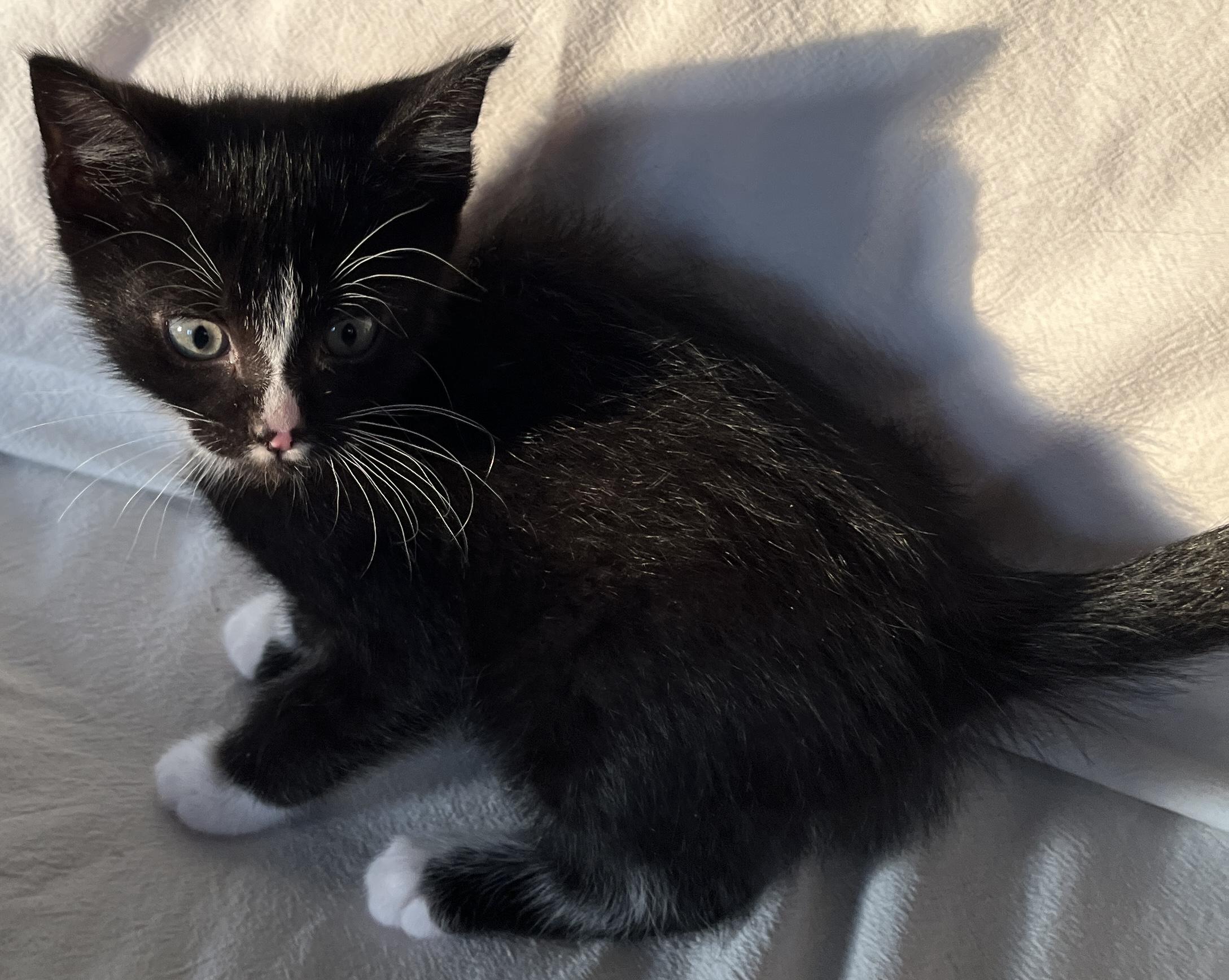 Enlarge Corky, an adopted Tuxedo in Lake Oswego, OR image 2/2