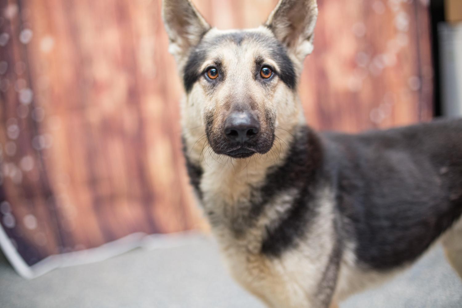 Mad max, ADOPTABLE, Adult Male German Shepherd Dog.