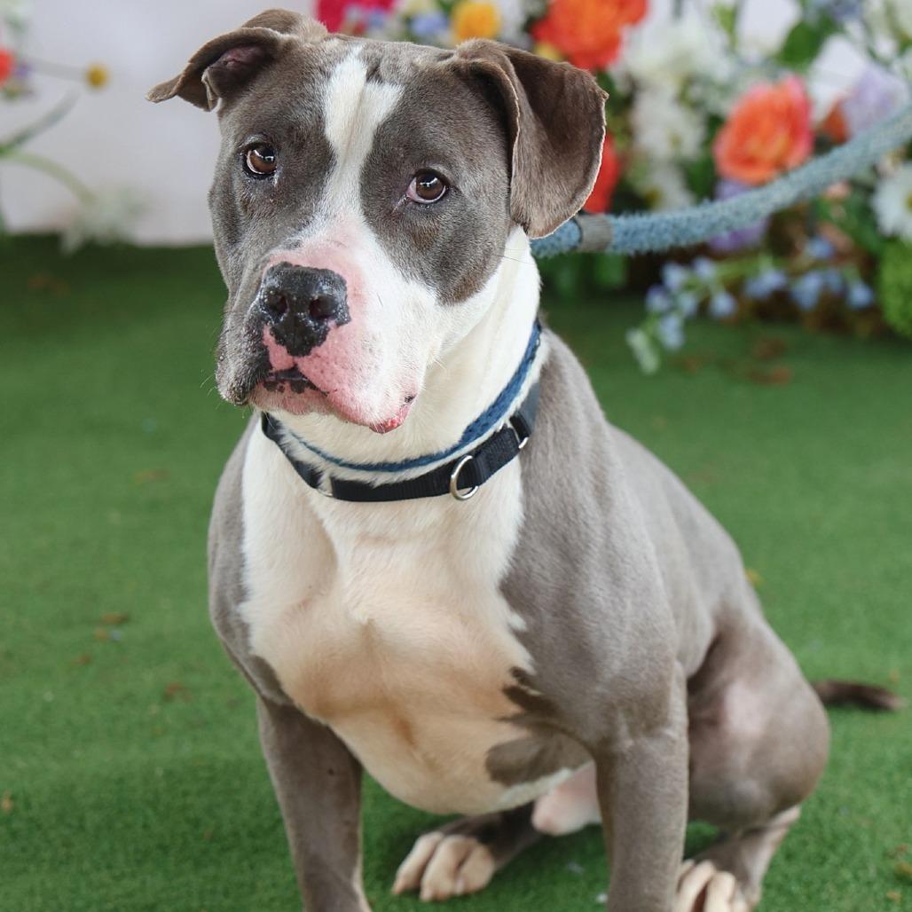 Enlarge Hov, a Adoptable Pit Bull Terrier in Philadelphia, PA image 1/6