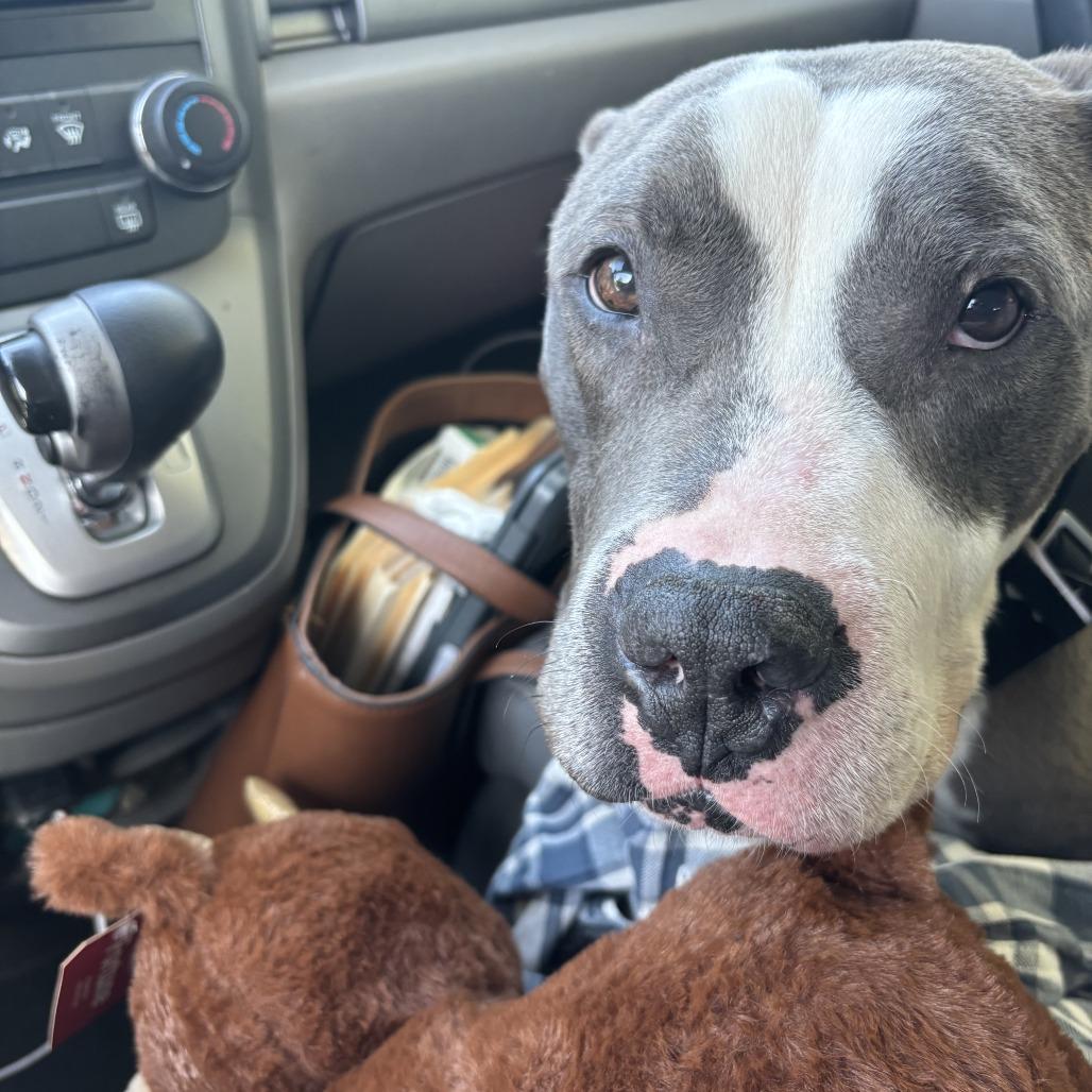 Enlarge Hov, a Adoptable Pit Bull Terrier in Philadelphia, PA image 3/6