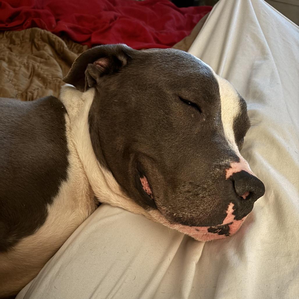 Enlarge Hov, a Adoptable Pit Bull Terrier in Philadelphia, PA image 4/6