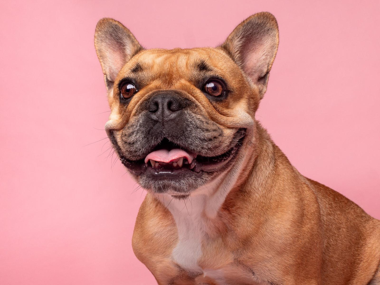 Enlarge Tater Tot, a Adopted French Bulldog in Palo Alto, CA image 1/3