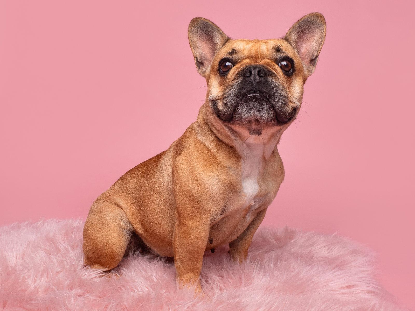 Enlarge Tater Tot, a Adopted French Bulldog in Palo Alto, CA image 2/3