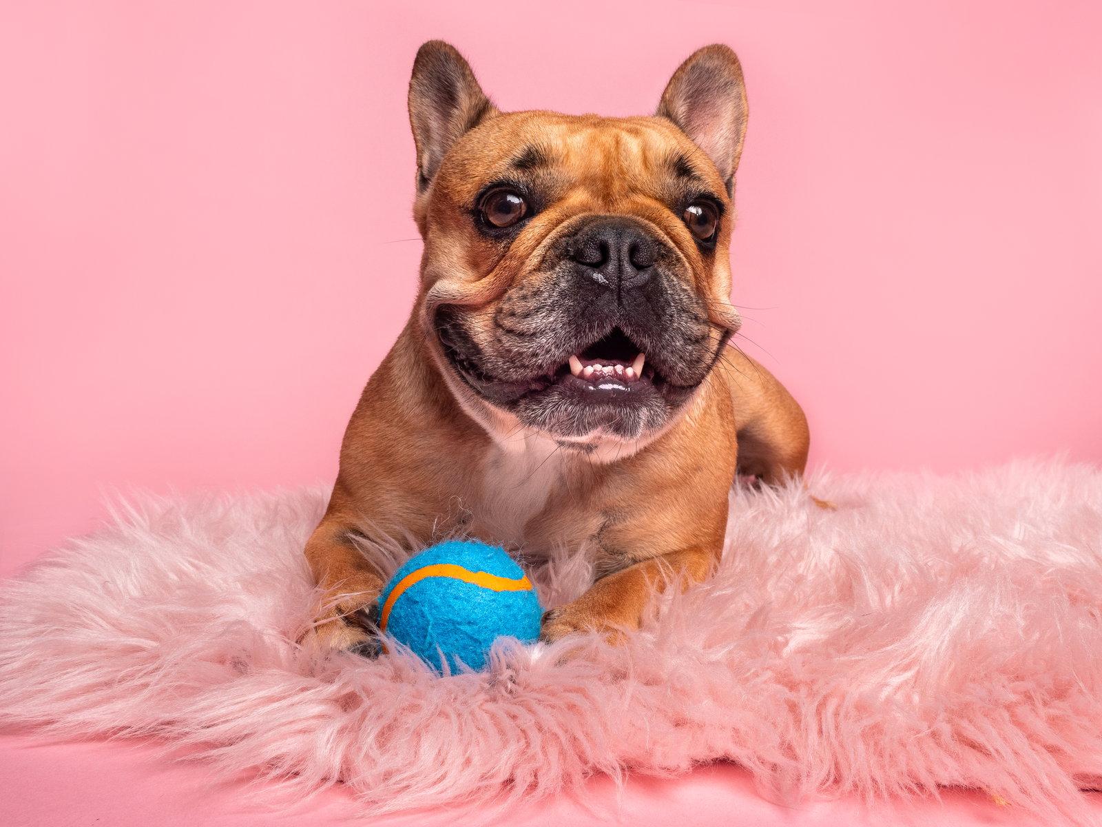 Enlarge Tater Tot, a Adopted French Bulldog in Palo Alto, CA image 3/3