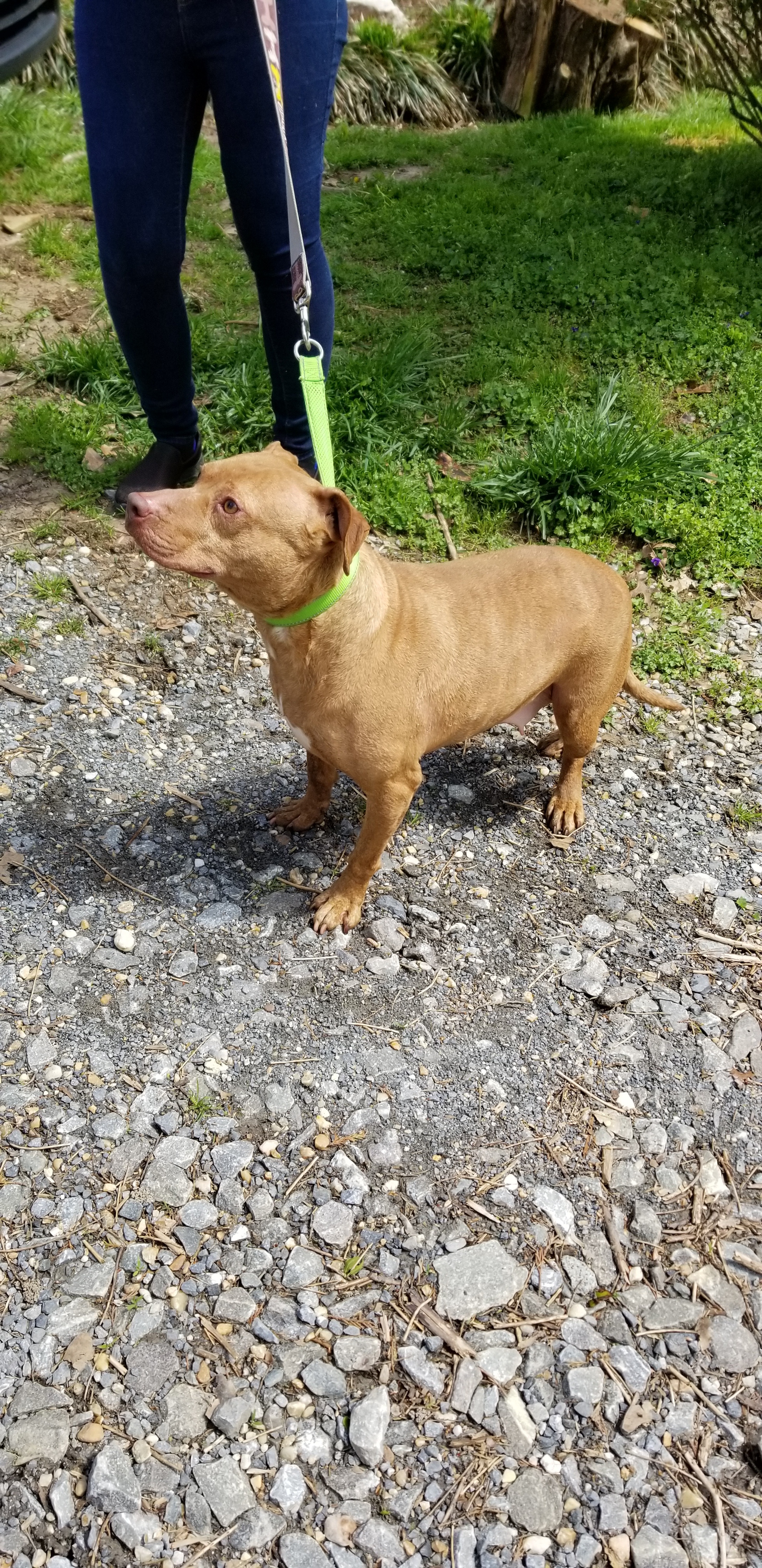 Pumpkin, Adoptable, Senior Female Pit Bull Terrier.