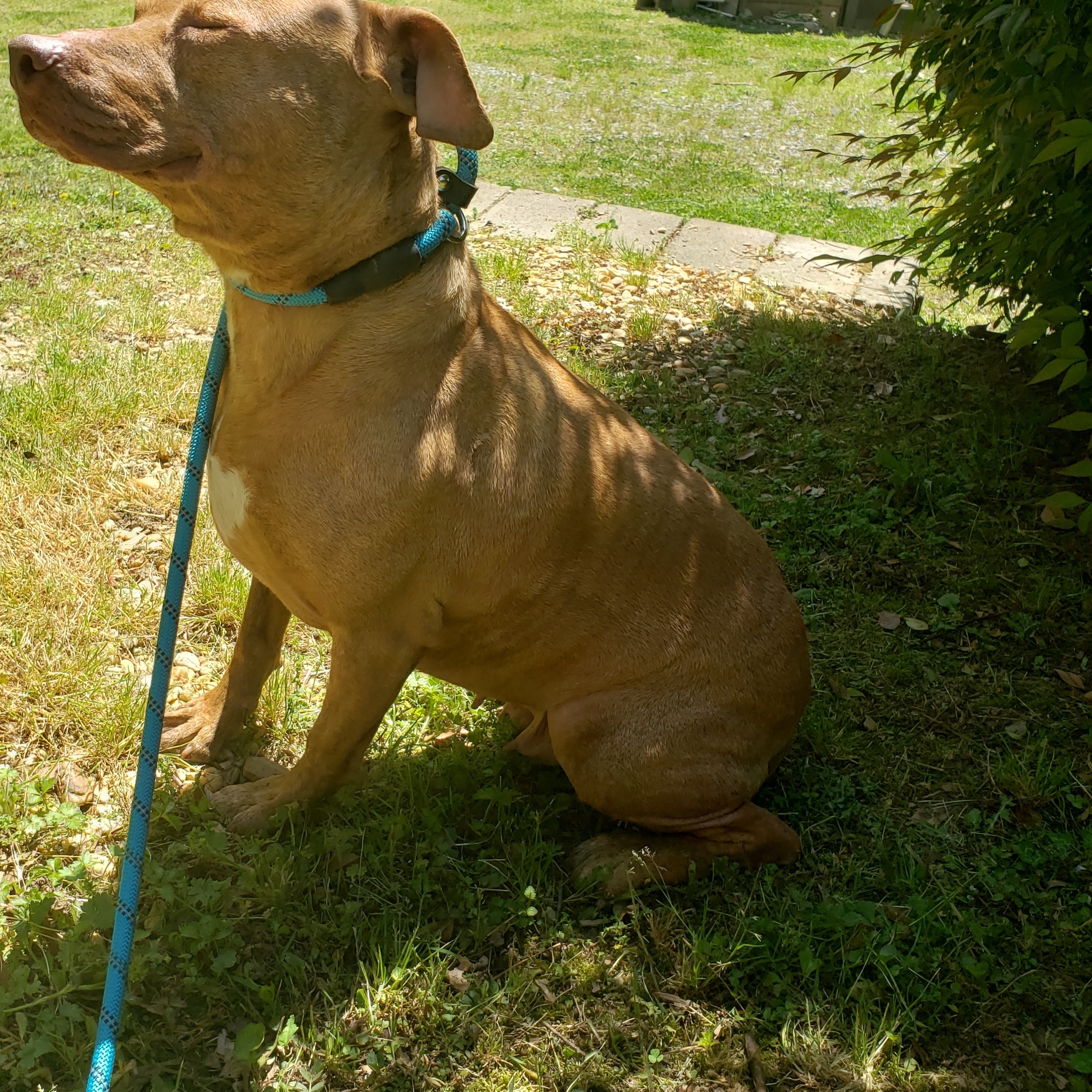 Enlarge Pumpkin, a Adoptable mixed breed in Jasper, GA image 2/12