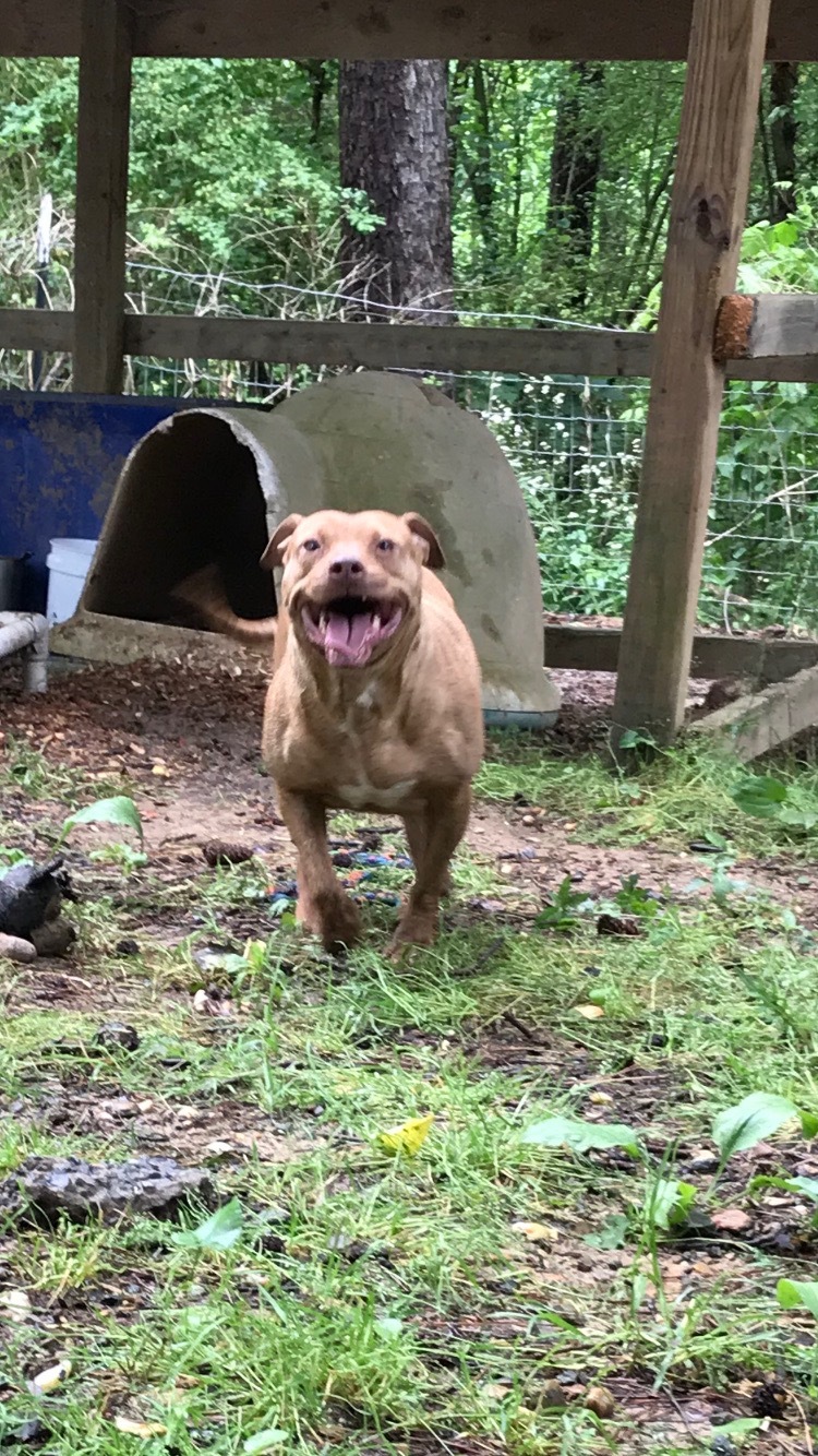 Enlarge Pumpkin, a Adoptable mixed breed in Jasper, GA image 3/12