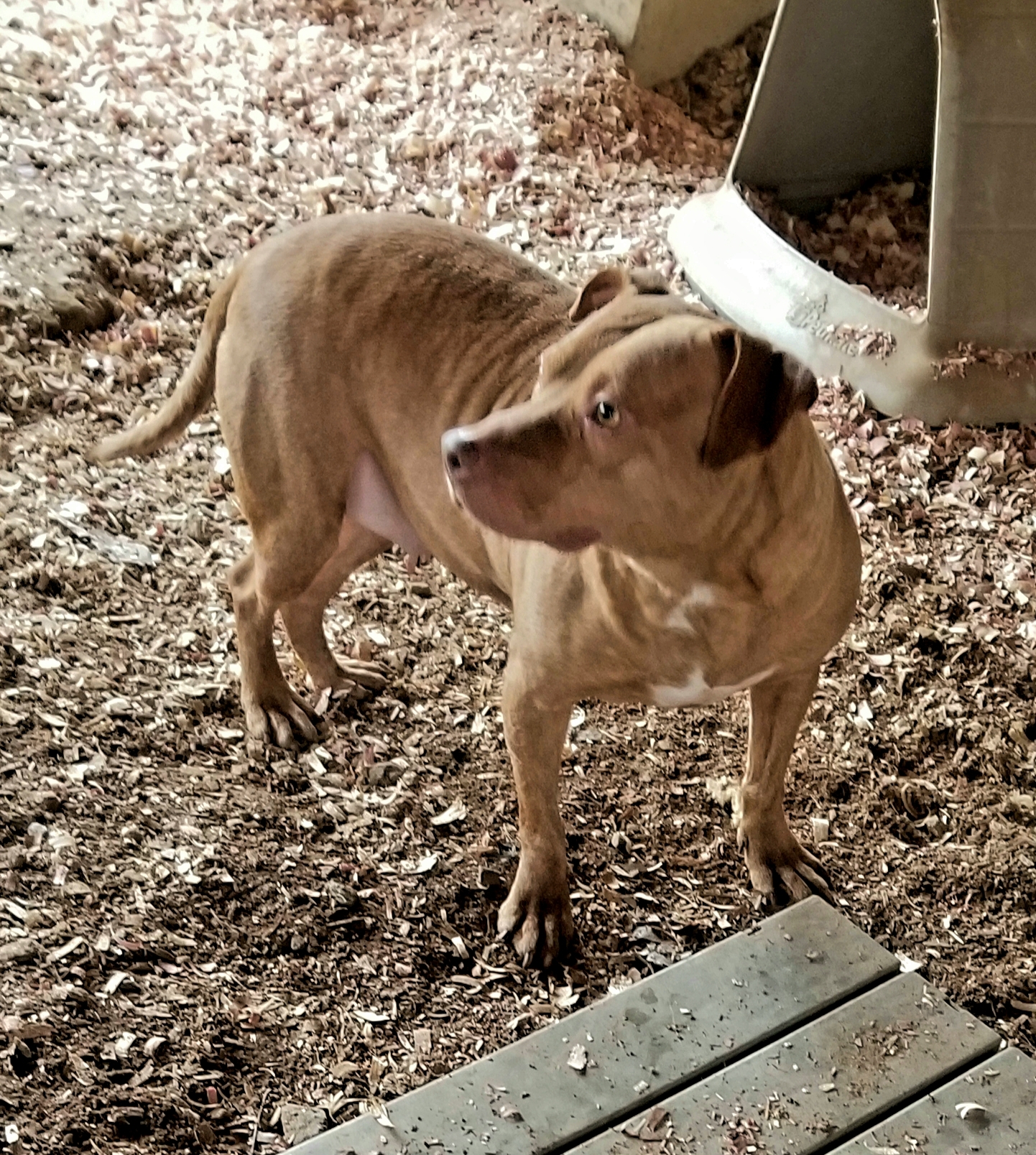 Enlarge Pumpkin, a Adoptable mixed breed in Jasper, GA image 4/12