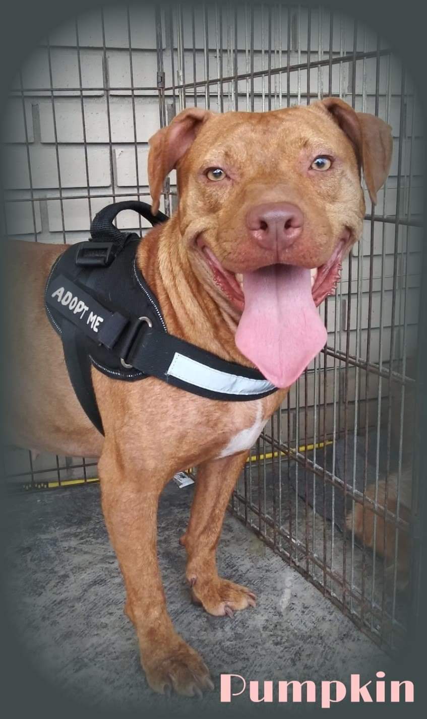 Pumpkin — thumbnail 5