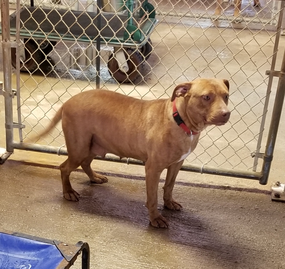 Enlarge Pumpkin, a Adoptable mixed breed in Jasper, GA image 6/12