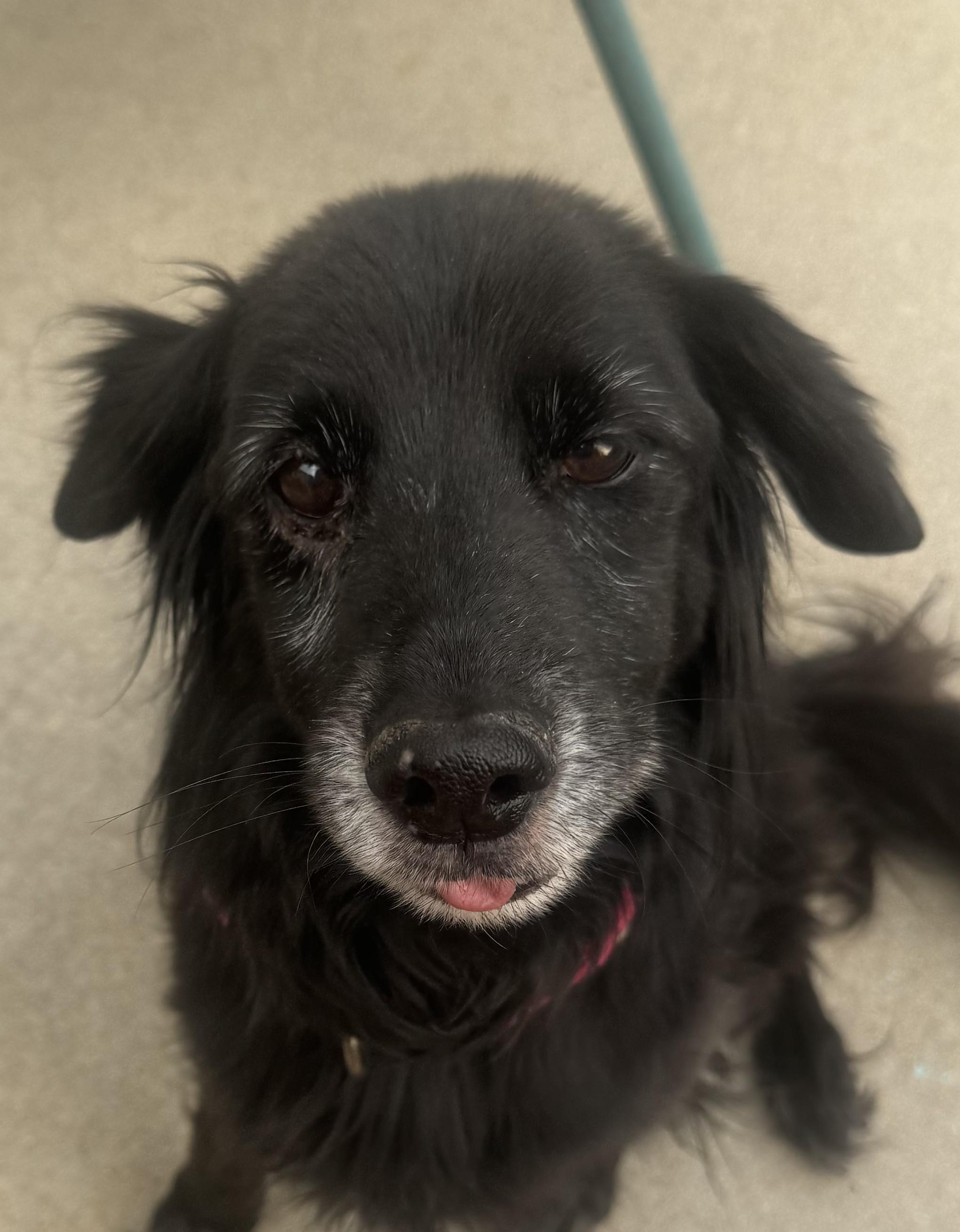 Enlarge Bella, a Adoptable mixed breed in Greeley, CO image 3/3