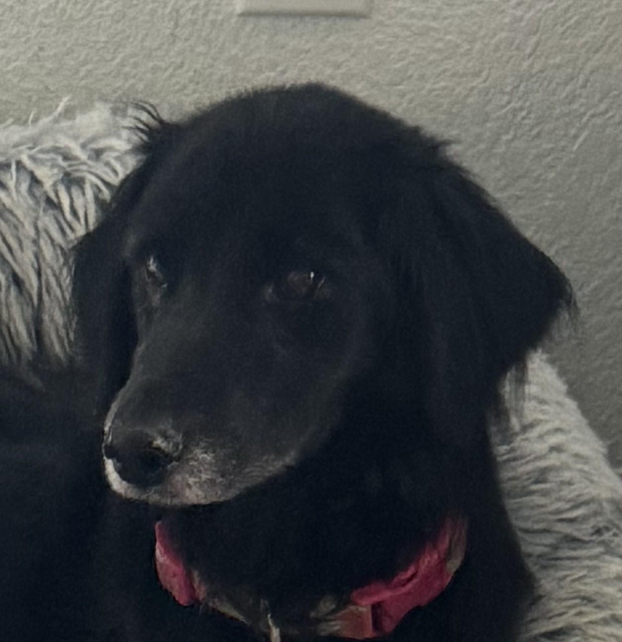 Bella, Adoptable, Senior Female Flat-Coated Retriever.