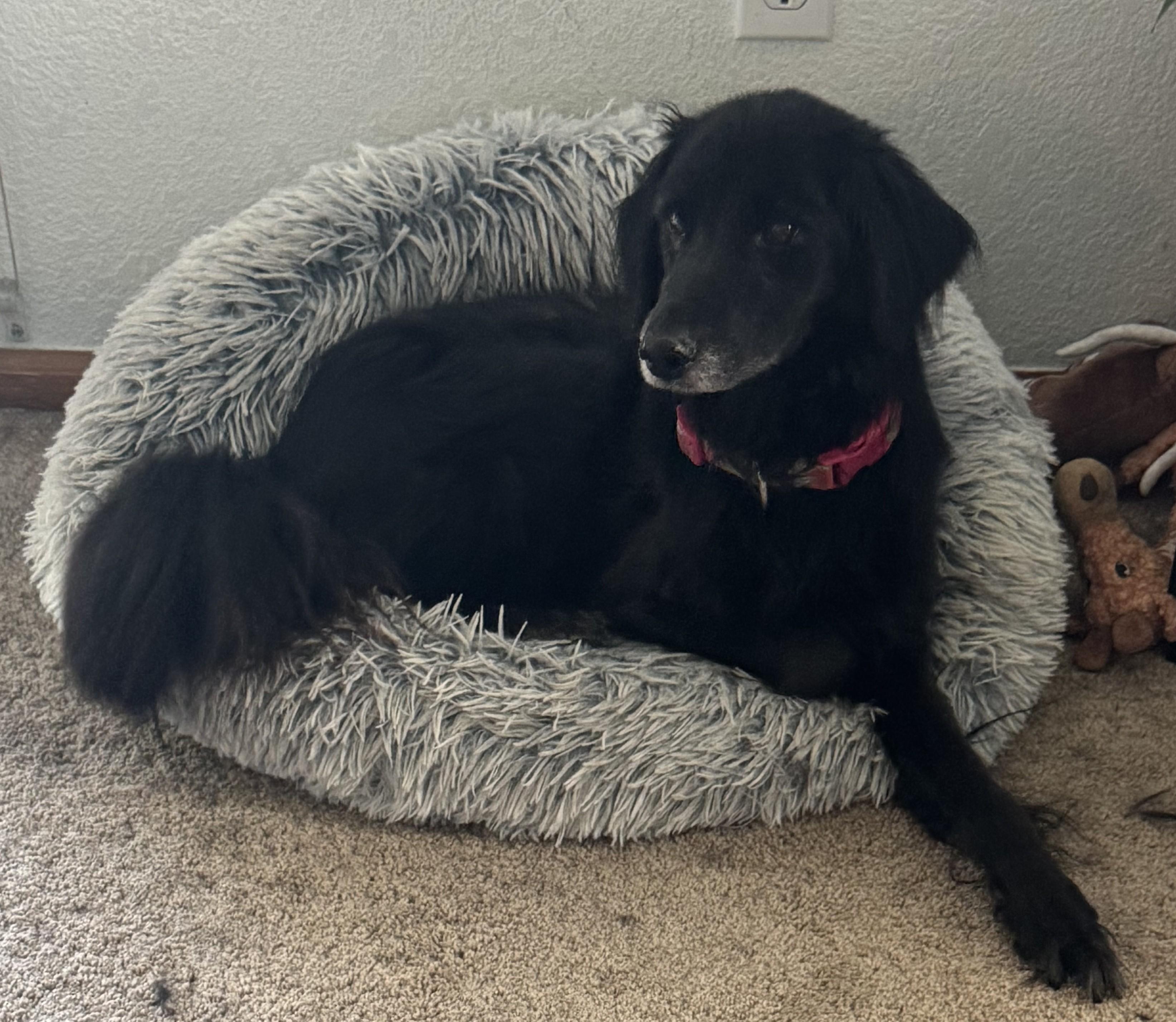 Enlarge Bella, a Adoptable mixed breed in Greeley, CO image 2/3