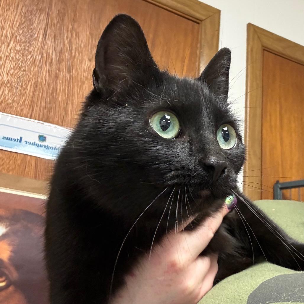 Enlarge Sarabi, a Adoptable American Shorthair in Greenfield, IN image 1/1