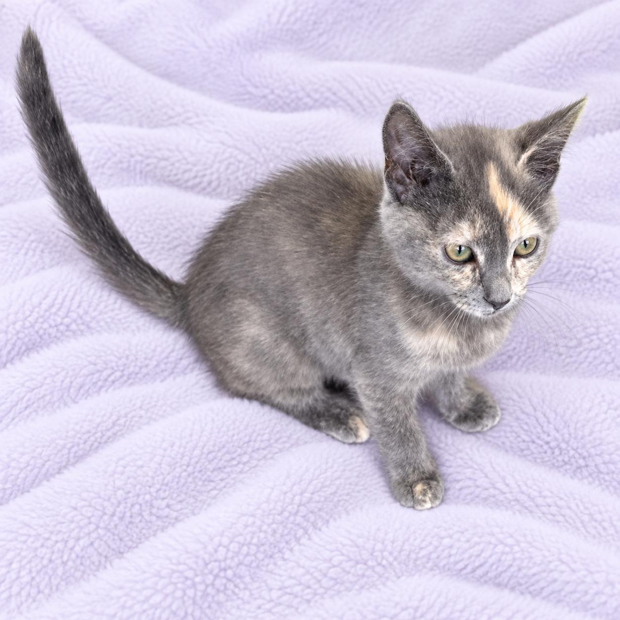 Enlarge Scarlet, a Adoptable mixed breed in Long Beach, WA image 4/4