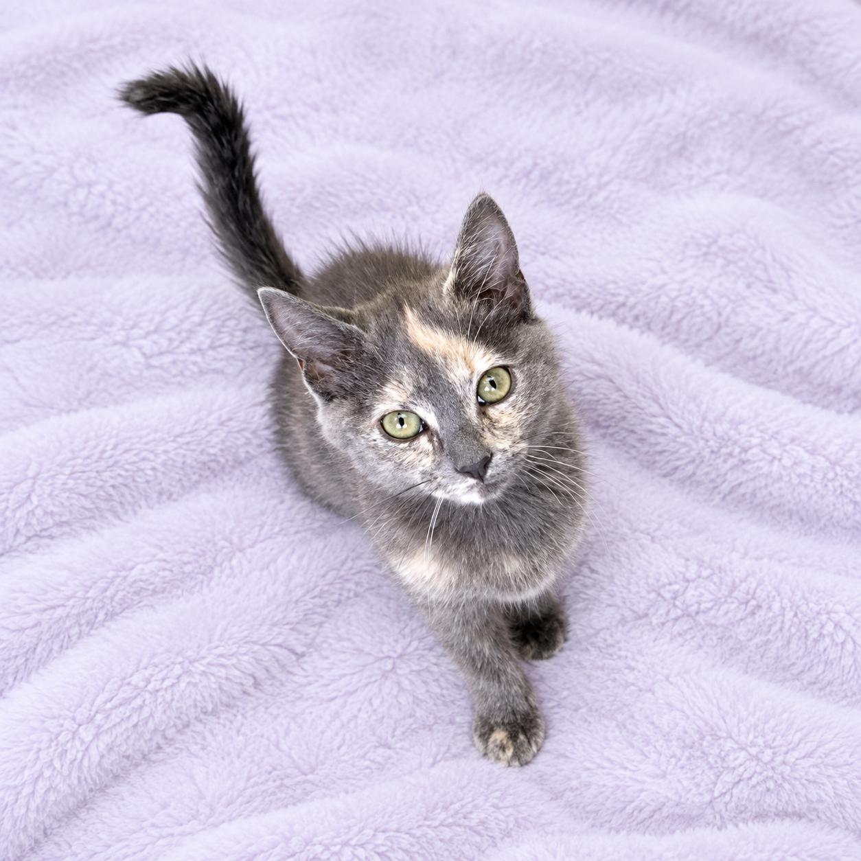 Scarlet, Adoptable, Kitten Female Dilute Tortoiseshell & Domestic Short Hair.