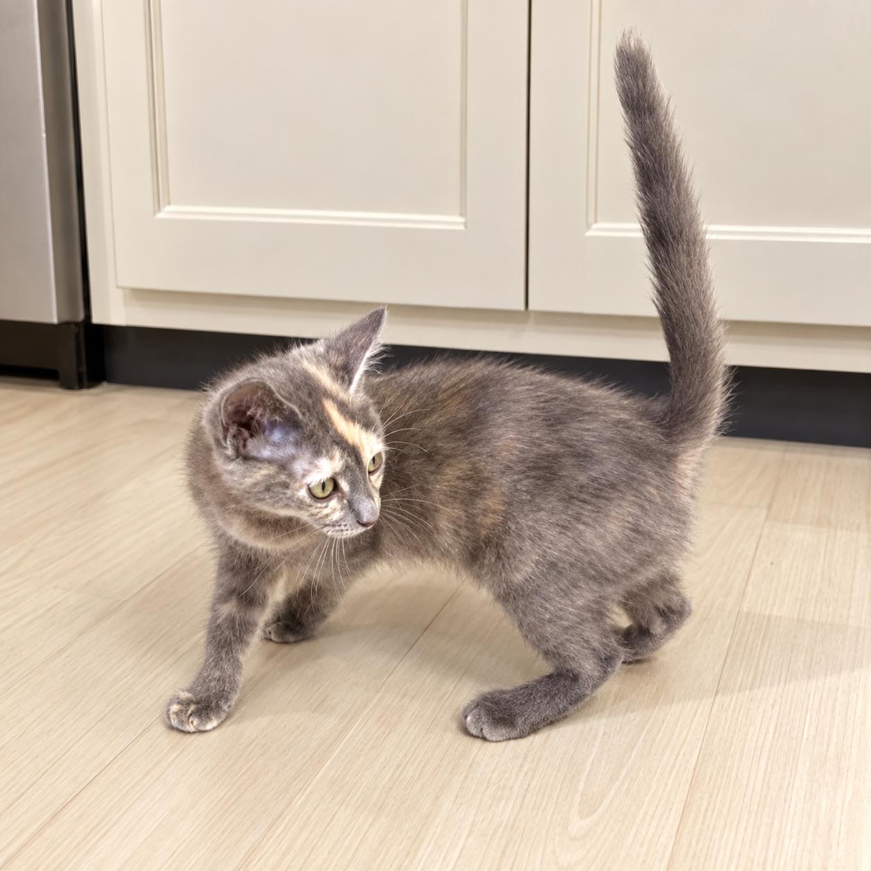 Enlarge Scarlet, a Adoptable mixed breed in Long Beach, WA image 2/4