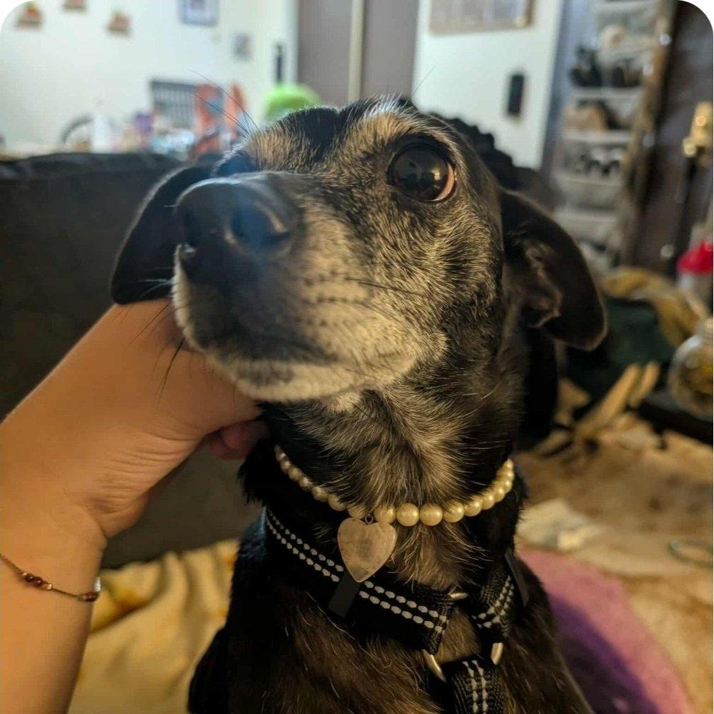 Sweet Pea, Adoptable, Senior Female Mixed Breed.